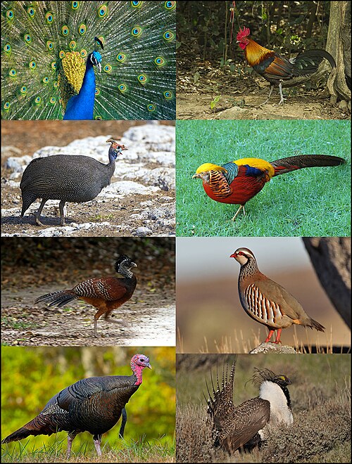 Fayl:Galliformes-01.jpg