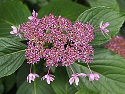 Hydrangea macrophylla 'Izu-no-hana'