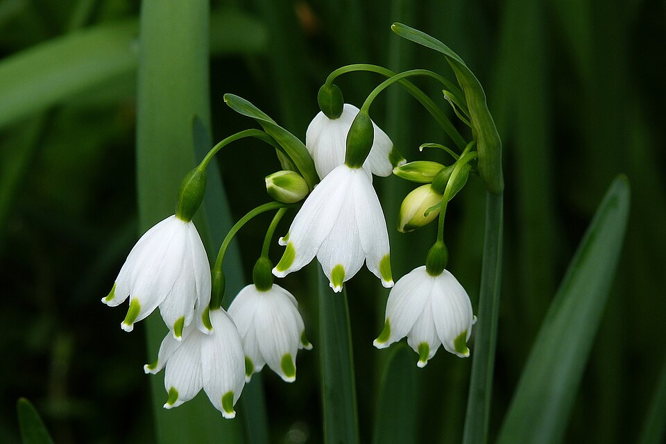 Fayl:Leucojum aestivum 2010.jpg