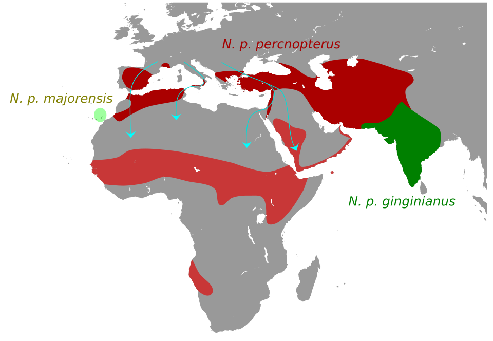 Fayl:NeophronMap.svg