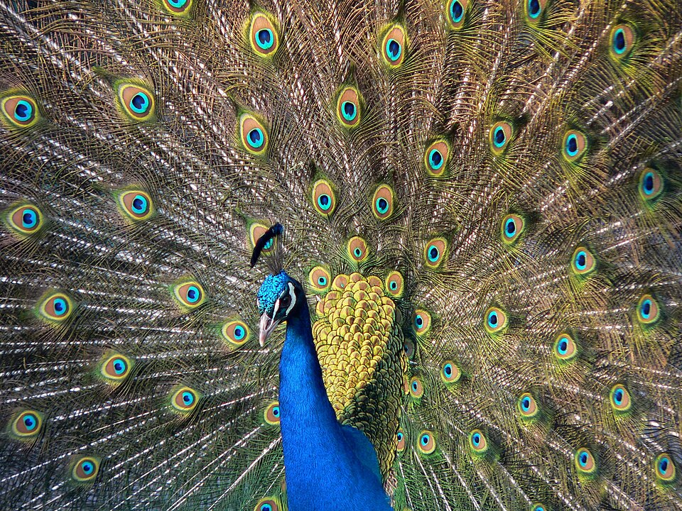 Fayl:Pfau imponierend.jpg
