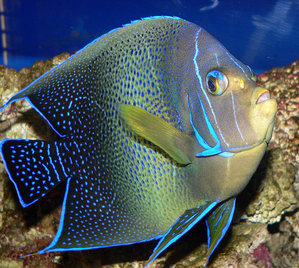 Fayl:Pomacanthus semicirculatus 1.jpg