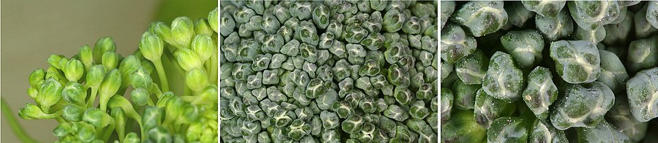 Fayl:Sa broccoli florets.jpg