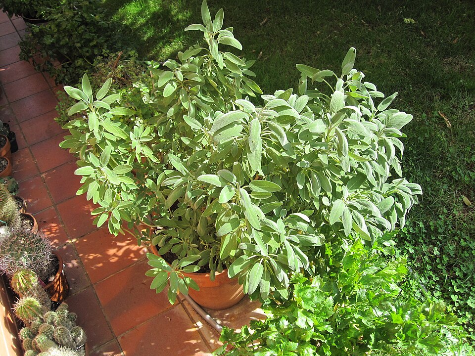 Fayl:Salvia officinalis in vaso.JPG