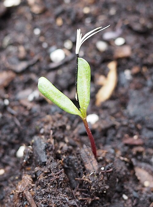 Fayl:Tagetes-sprouting.jpg