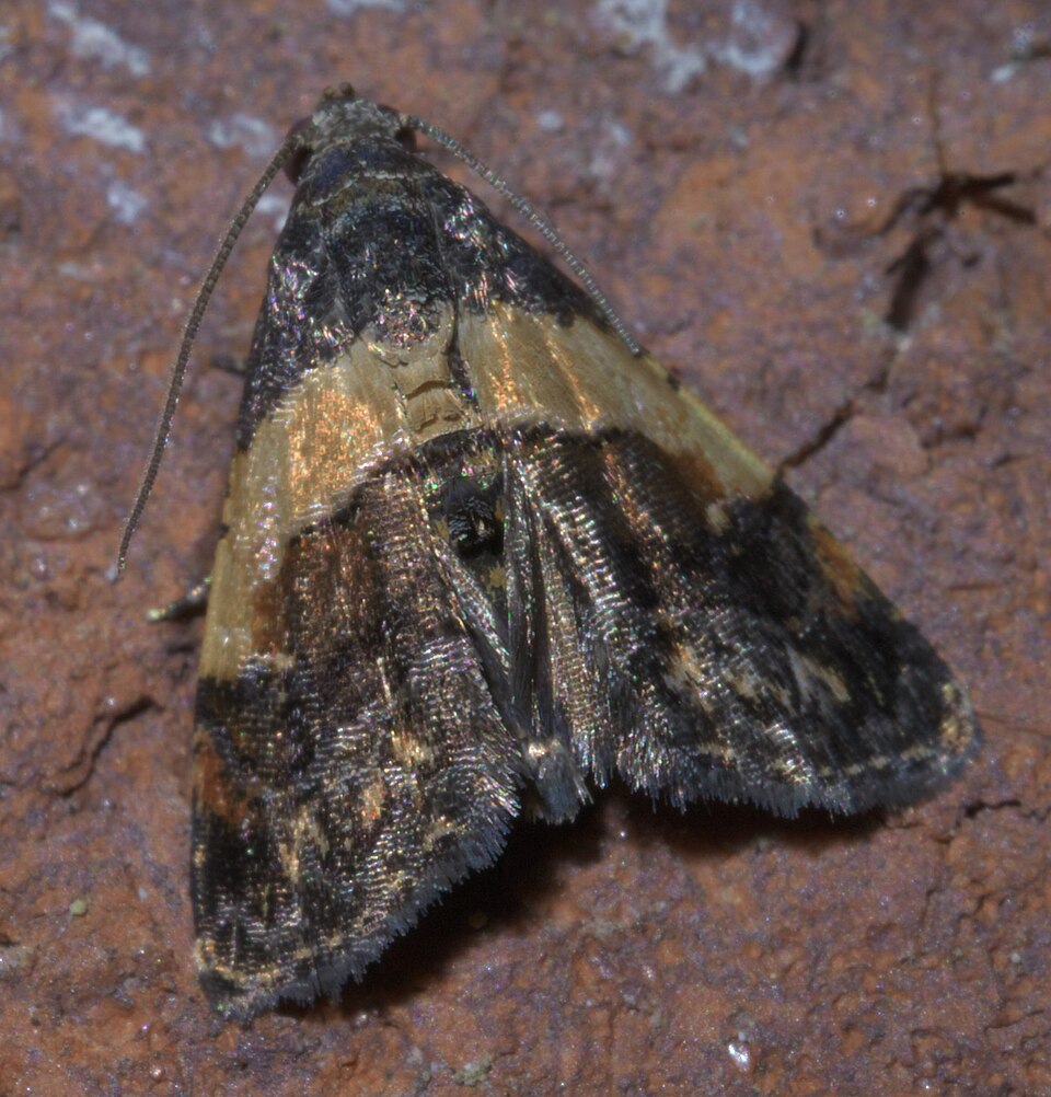 Fayl:Tripudia flavofasciata P1460073a.jpg