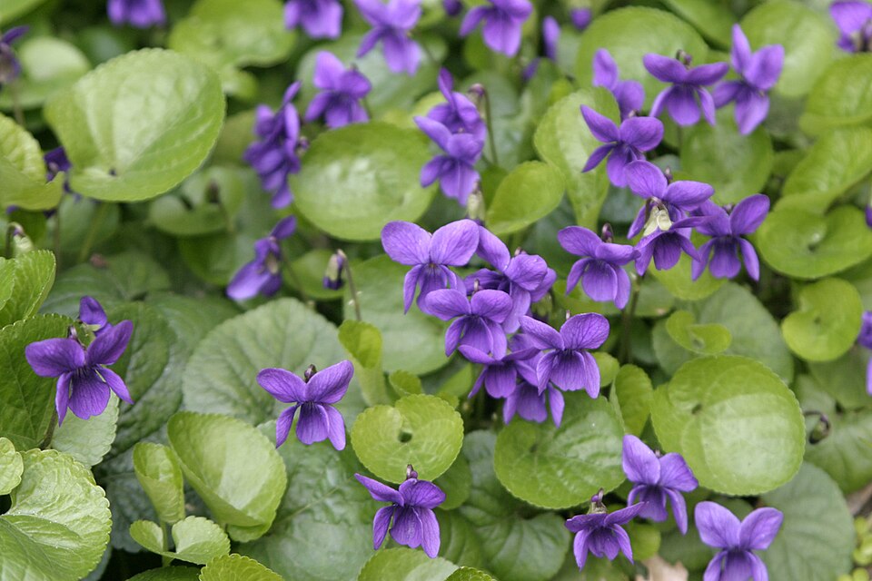 Fayl:Viole.jpg