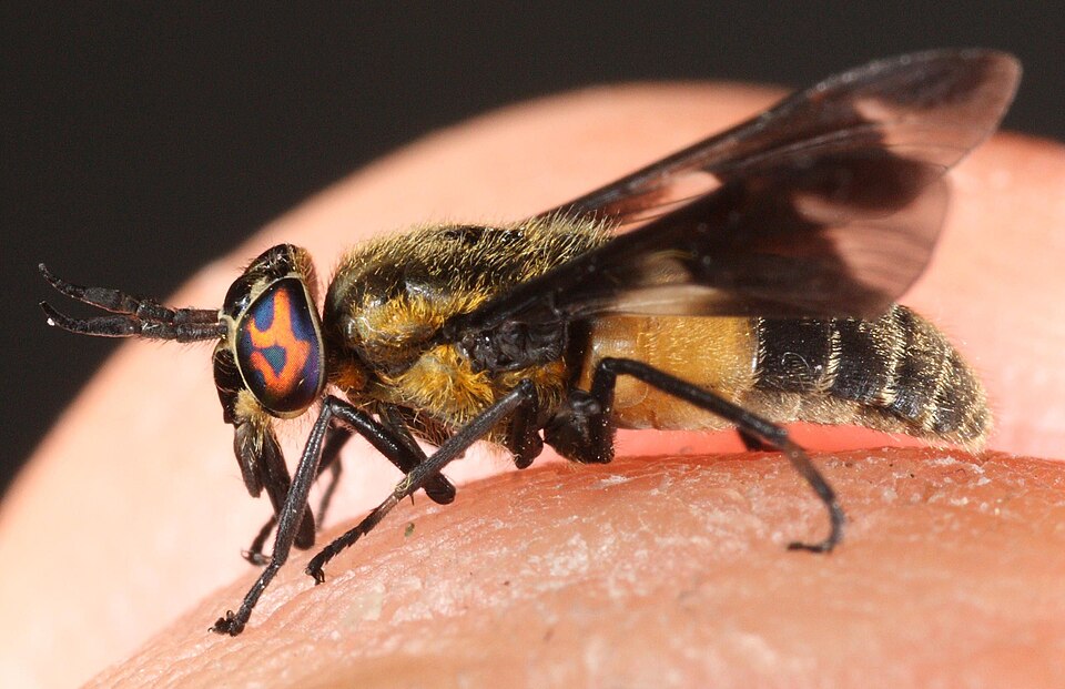 Fayl:Chrysops caecutiens-s.jpg