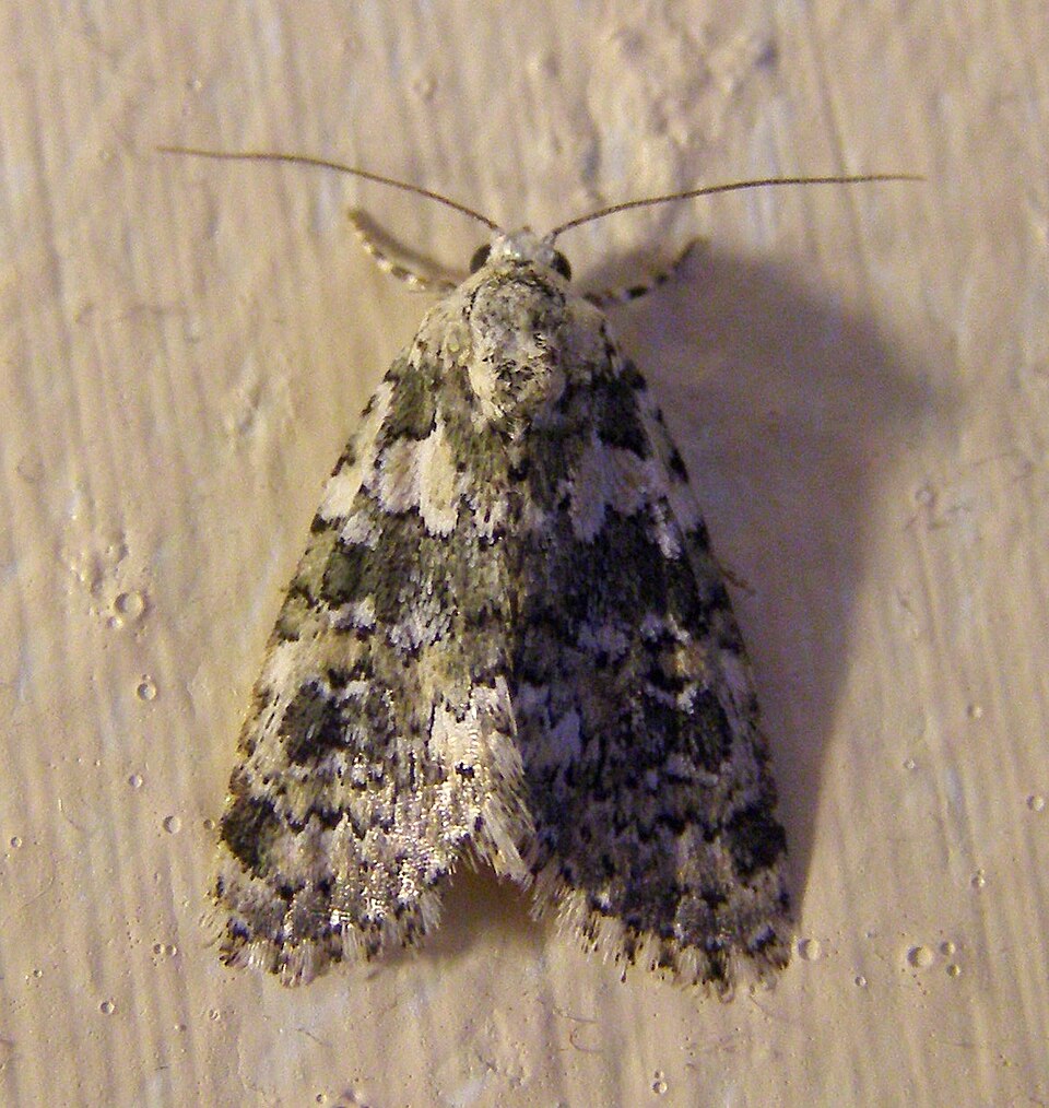 Fayl:Cryphia domestica.JPG