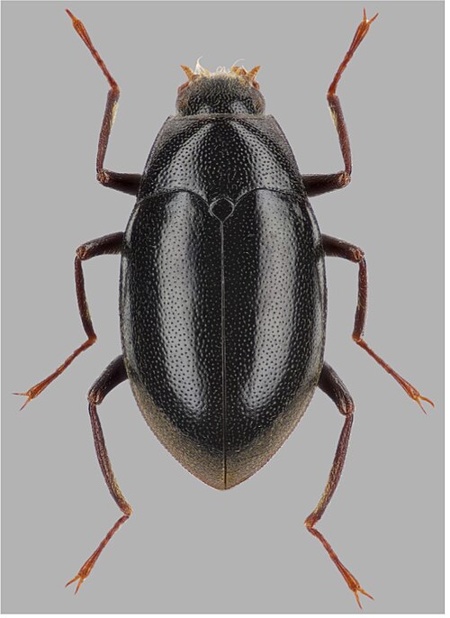 Fayl:Elmomorphus donatus.jpg