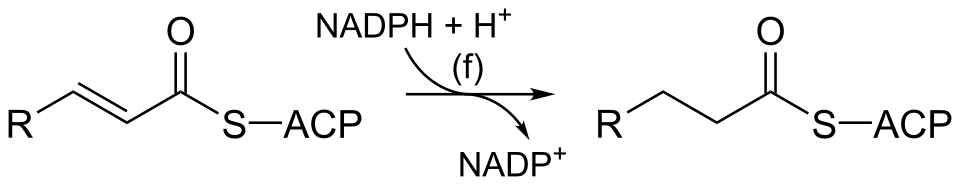 Fayl:Enoyl-ACP reductase reaction.svg