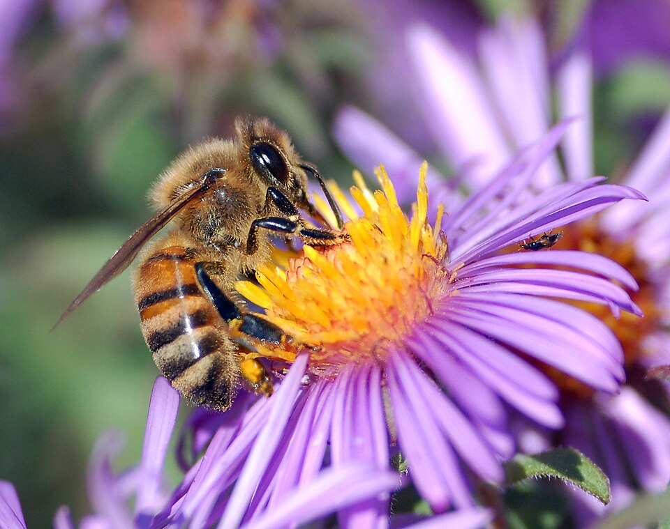 Fayl:European honey bee extracts nectar.jpg