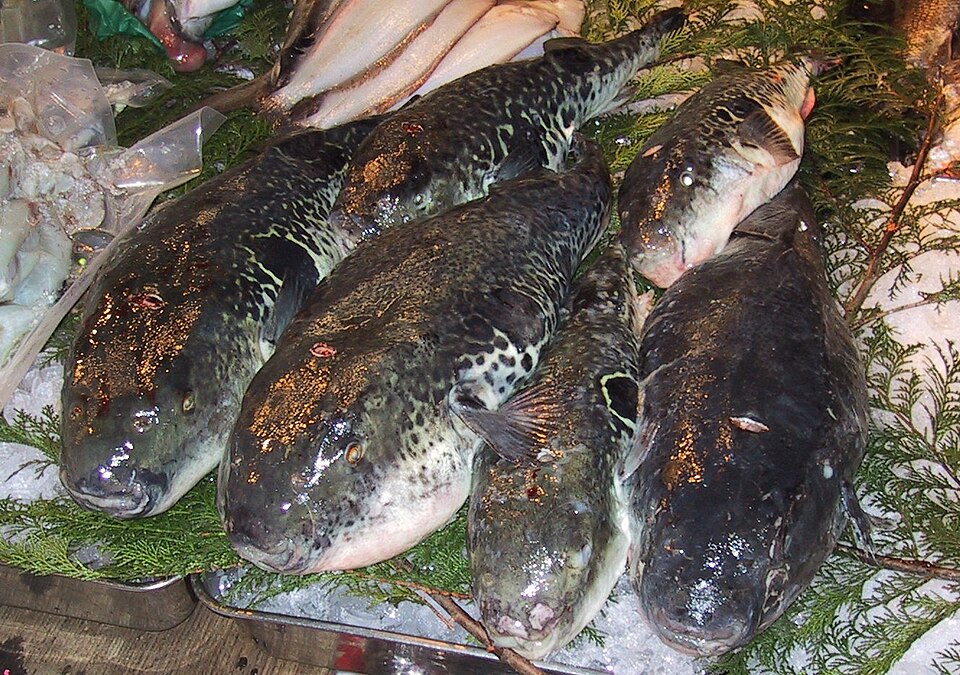 Fayl:Fugu.Tsukiji.CR.jpg