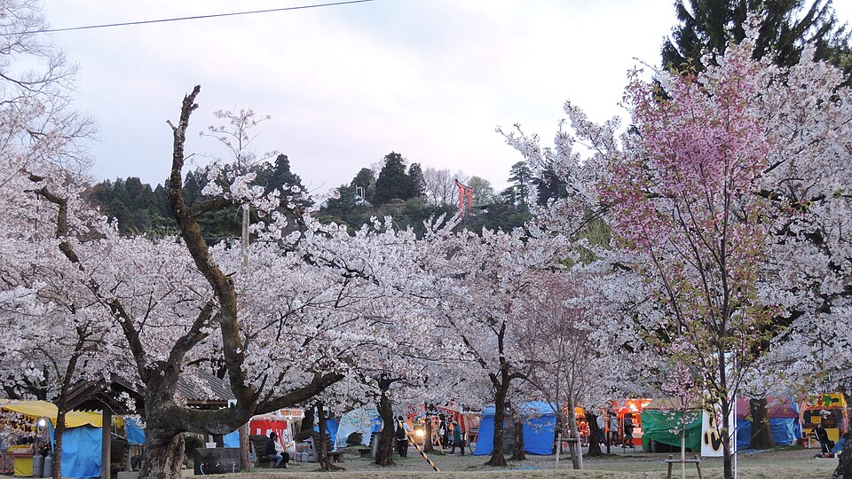 Fayl:Muramatsu park Sakura.JPG
