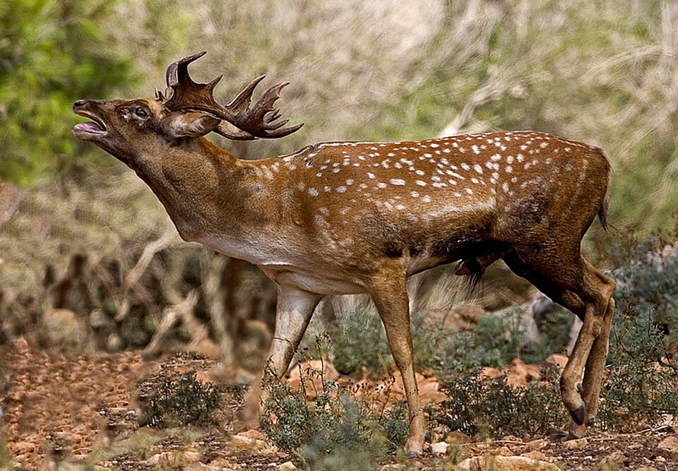 Fayl:Persian Fallow Deer 1.jpg