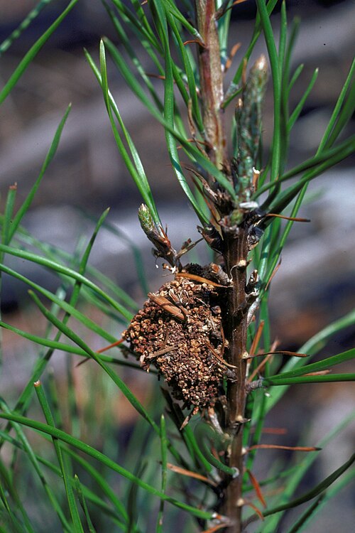 Fayl:Pococera robustella damage.jpg