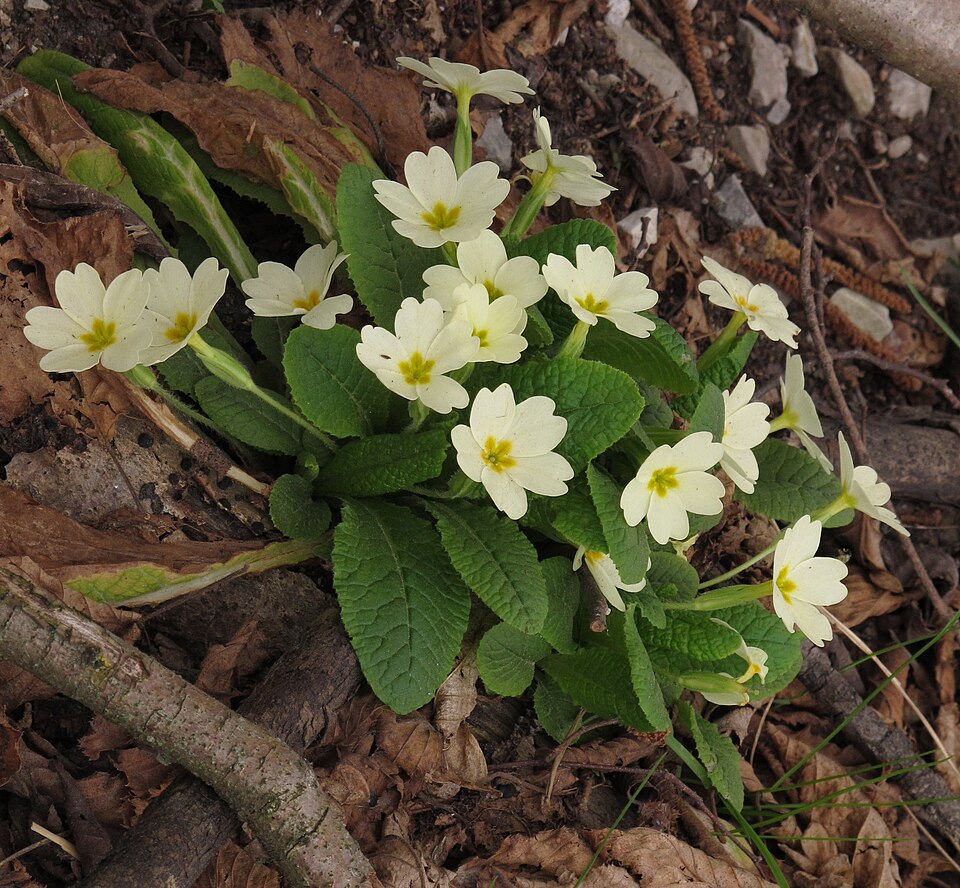 Fayl:Primula vulgaris 3 RF.jpg