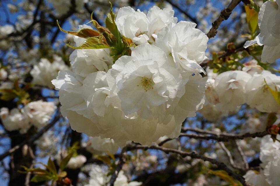 Fayl:Prunus 'Shirotae' シロタエ.jpg