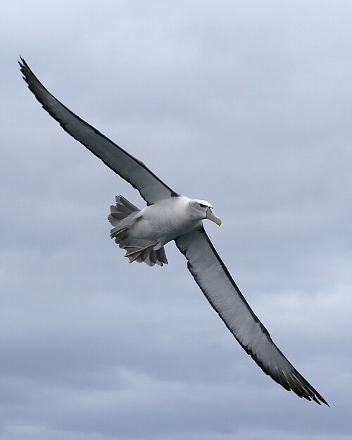 Fayl:Shy albatross in flight.jpg
