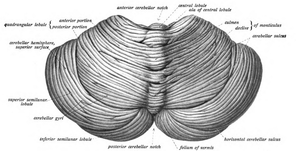 Fayl:Sobo 1909 653.png