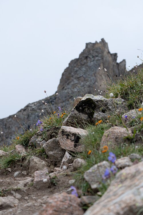 Fayl:Wildflowers along Lednik Bogdanovicha trail.jpg