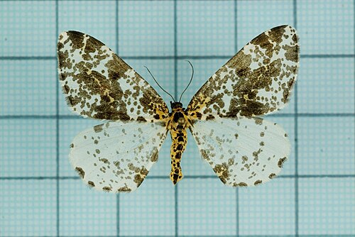 Abraxas fletcheri