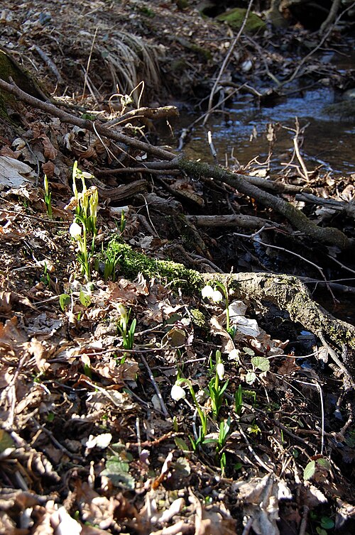 Fayl:Bledule jarní (Leucojum vernum)2.JPG