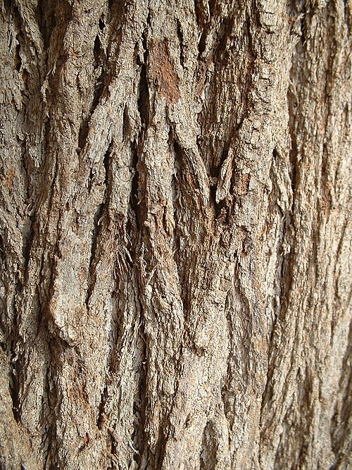 Fayl:Grevillea robusta trunk bark 01.jpg