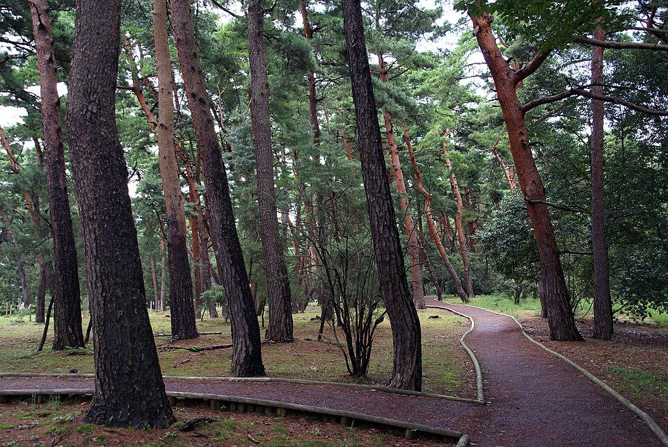 Fayl:Kehi matsubara07s3872.jpg