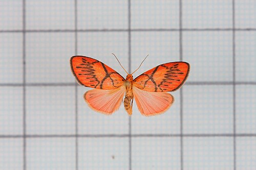 Aberrasine aberrans