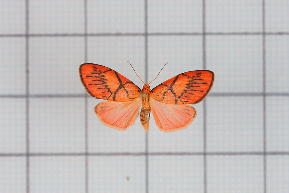 Fayl:Miltochrista aberrans.jpg