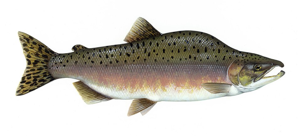 Fayl:Pink salmon FWS.jpg