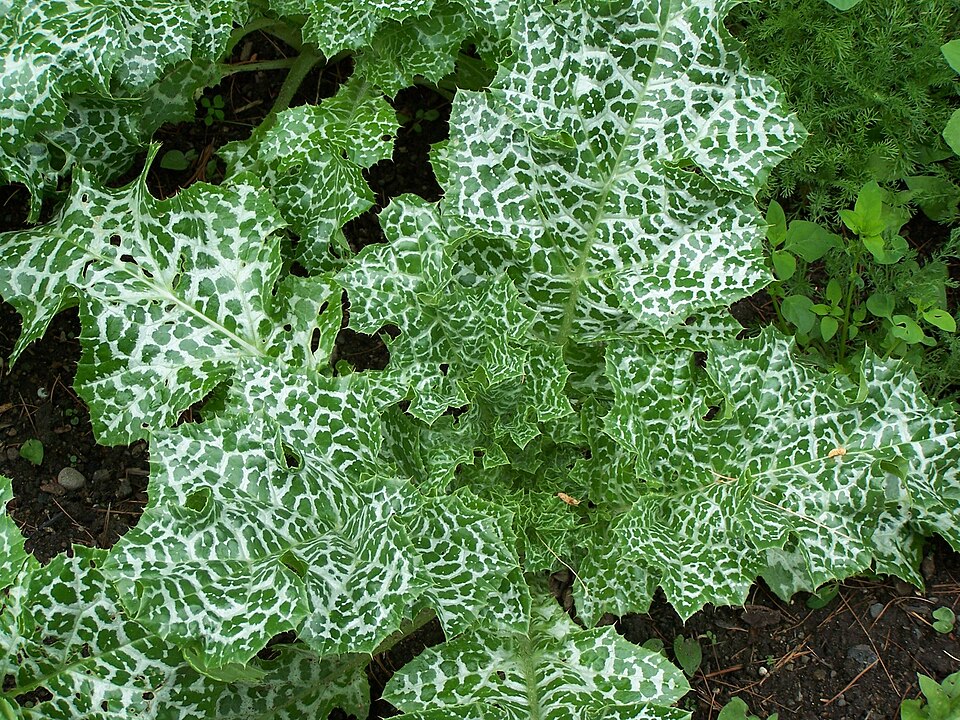 Fayl:Silybum marianum 001.jpg