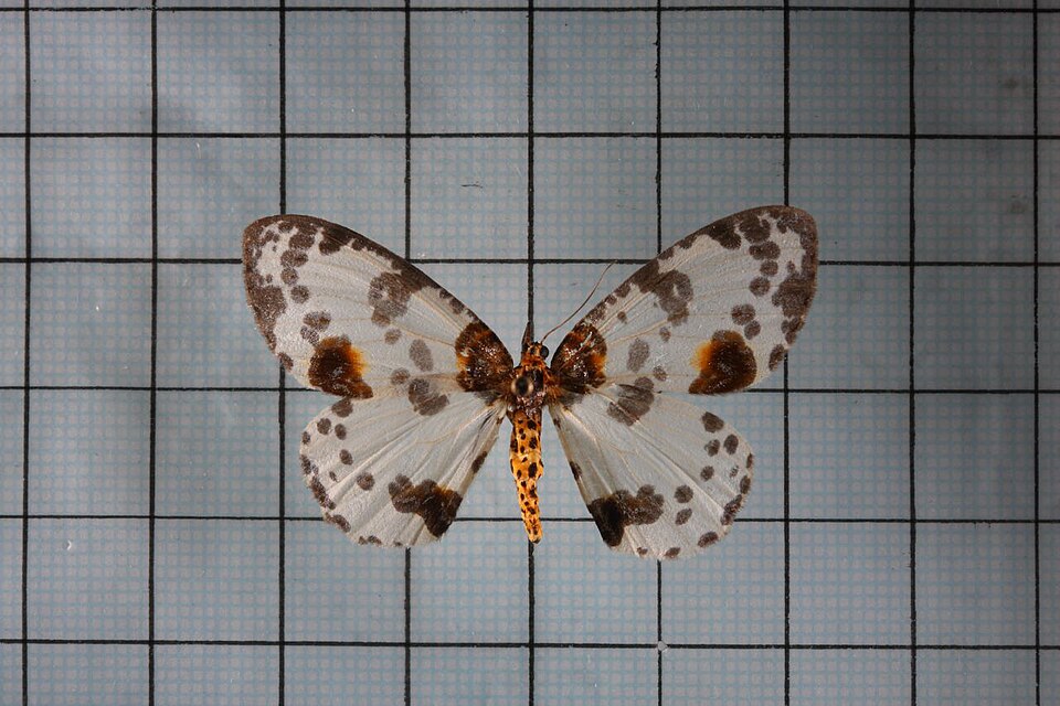Fayl:Abraxas suspecta.jpg