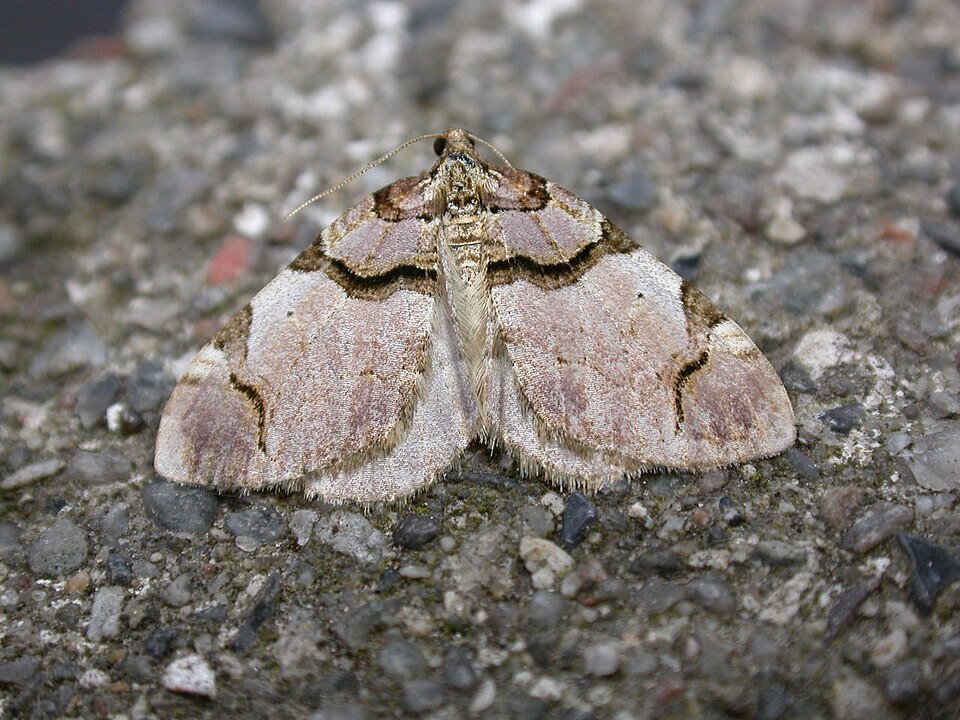 Fayl:Anticlea derivata.jpg