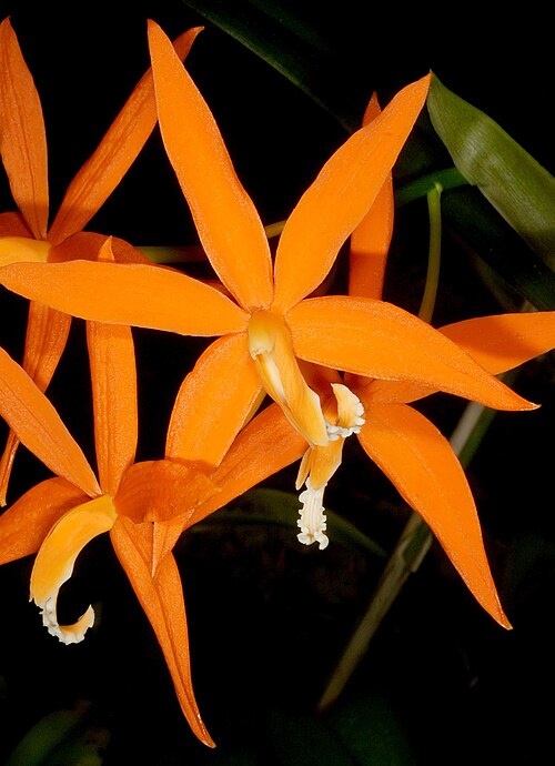 Fayl:Cattleya harpophylla Orchi 016.jpg