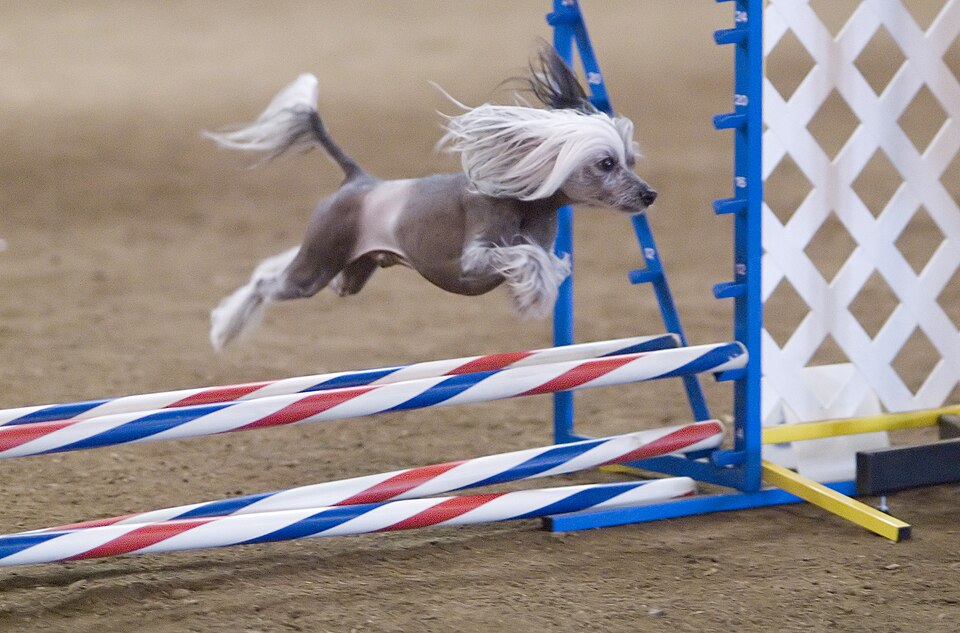 Fayl:Chinese Crested hairless agility.jpg