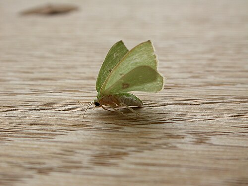 Comostola leucomerata