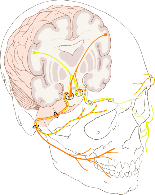 Fayl:Cranial nerve VII.svg