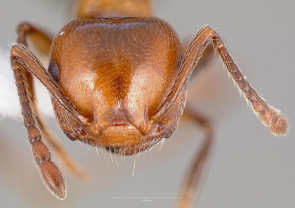 Fayl:Crematogaster hespera casent0005669 head 1.jpg