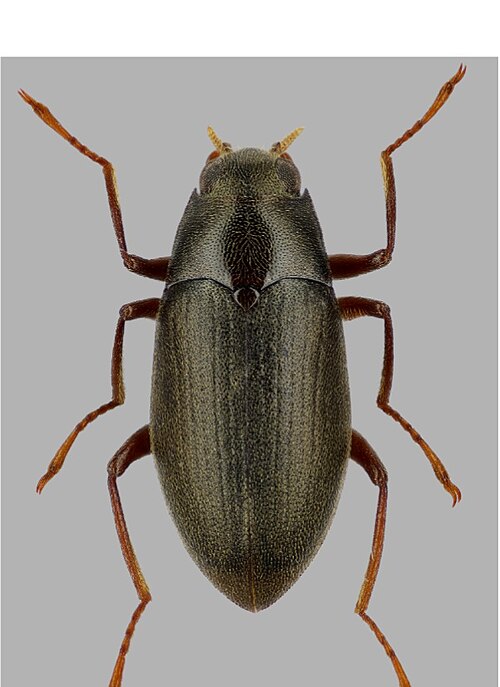 Fayl:Elmomorphus auripilosus.jpg