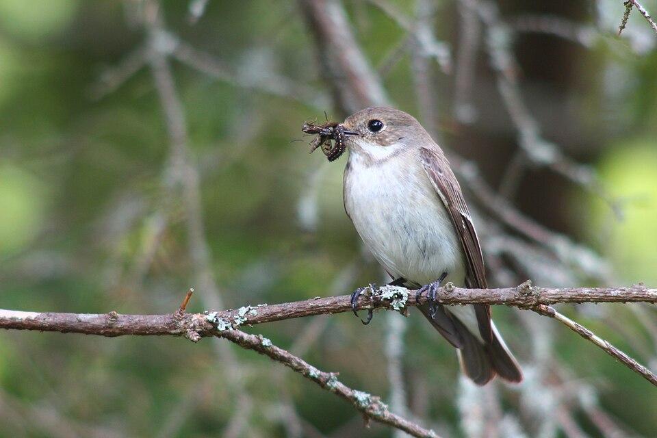 Fayl:Ficedula hypoleuca -Finland -female-8.jpg