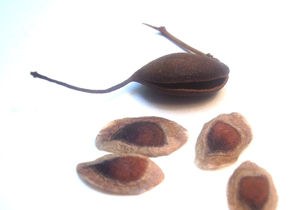 Fayl:Grevillea robusta seeds 01.JPG