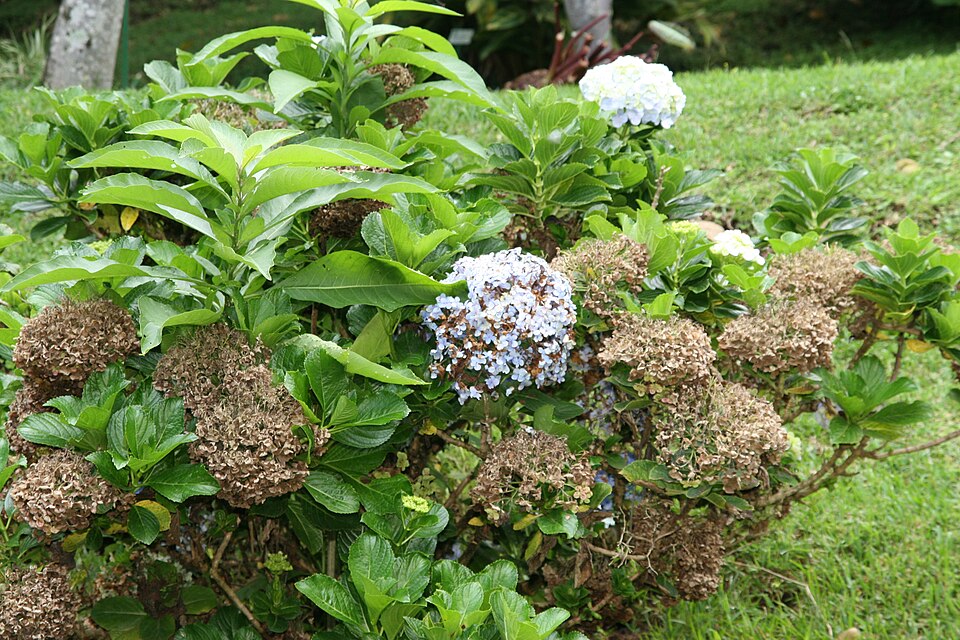 Fayl:Hydrangea macrophylla 24zz.jpg