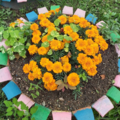 Marigold gullari. Sharqiy Sibir
