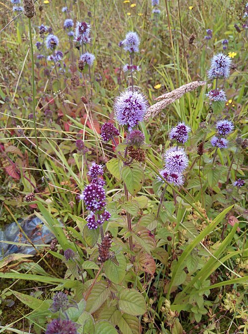 Fayl:Mentha aquatica 148819609.jpg
