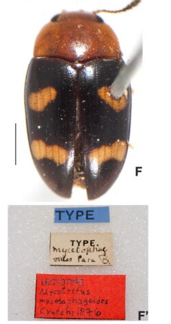 M. m. mycetophagoides