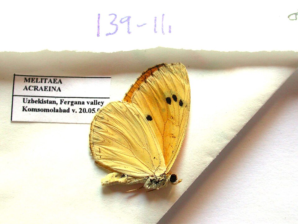 Fayl:NW139-11 Melitaea acraeina (3430366987).jpg
