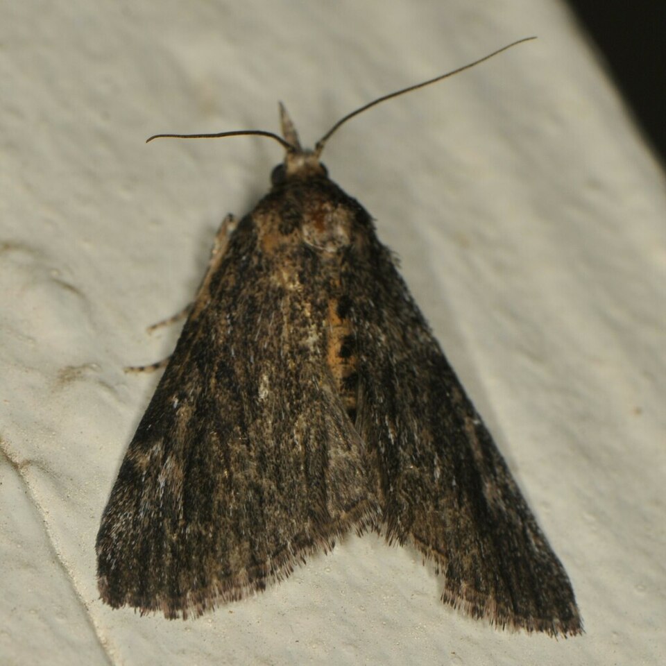 Fayl:Omphalocera occidentalis.jpg