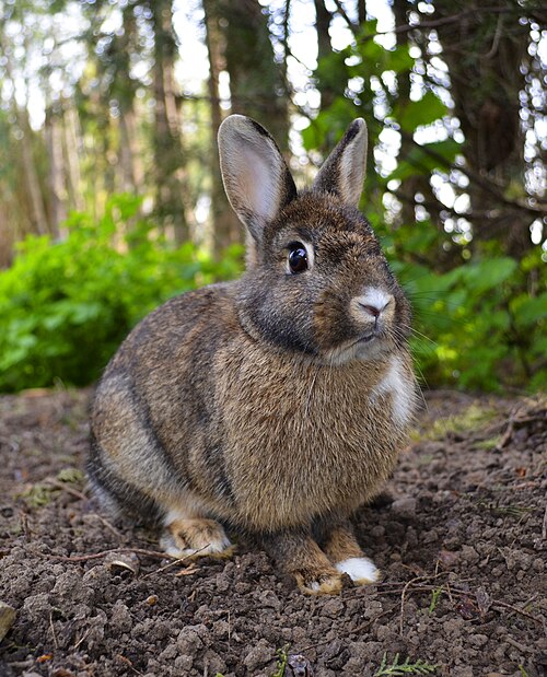 Fayl:Oryctolagus cuniculus Rcdo.jpg